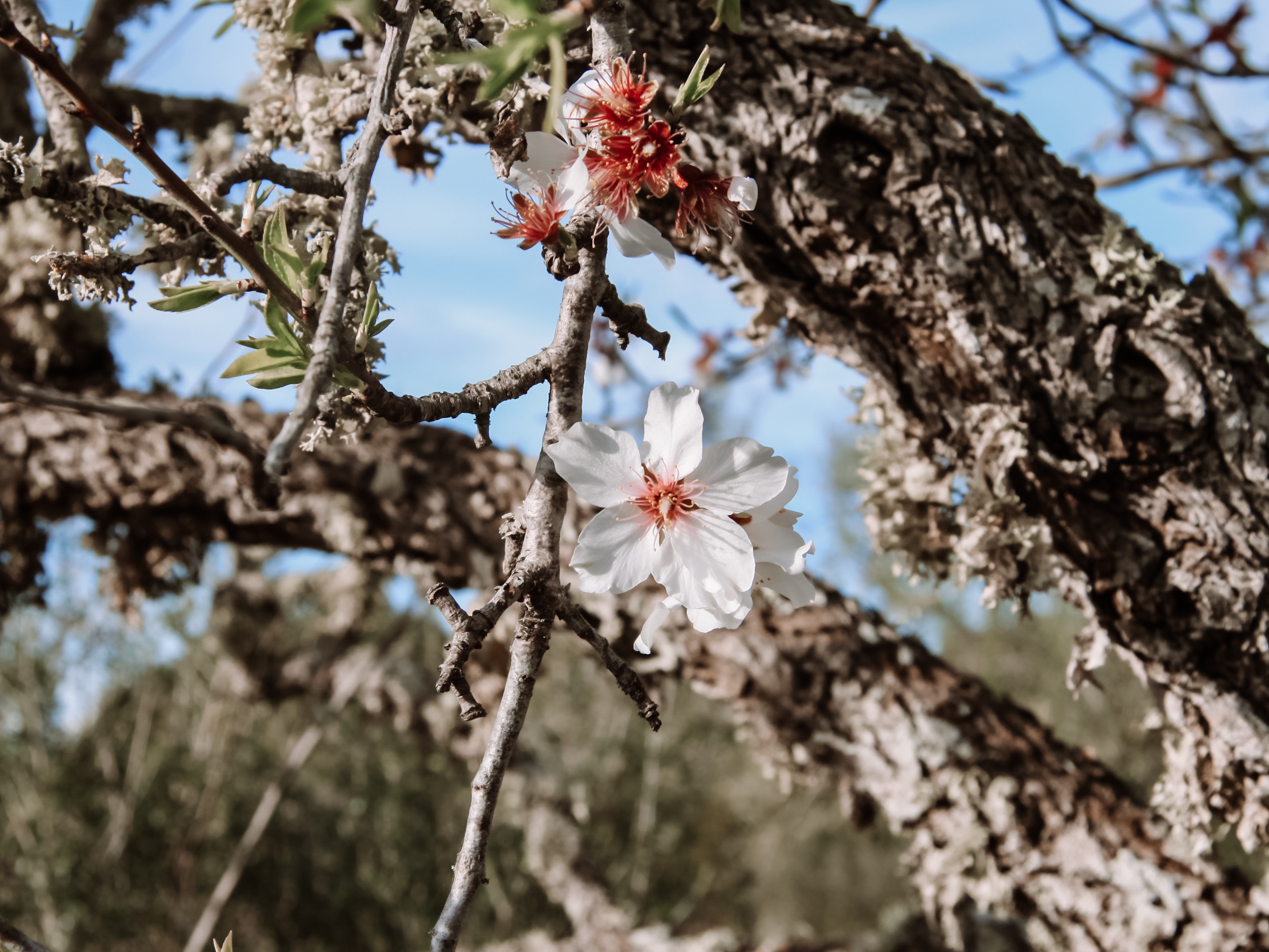 Mandelblüte Mallorca