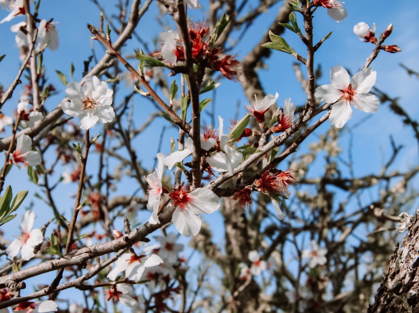 Mandelblüte Mallorca