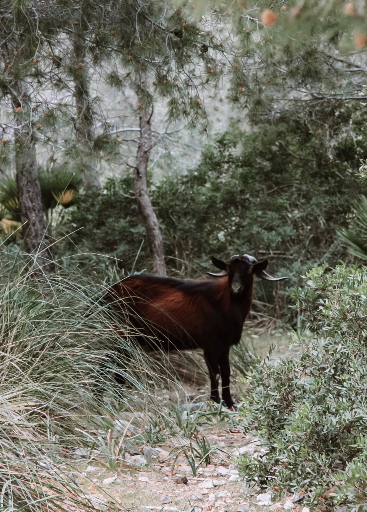 Ziege auf Mallorca